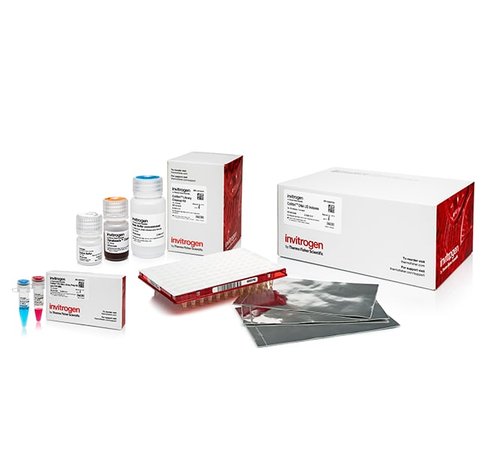 Collibri pcr-free ps dna library prep kit for illumina systems, with ud indexes (set a, 1-24)-24 preps