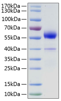 Recombinant human vegfb protein 50 µg