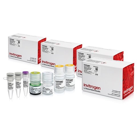 Platinum direct pcr universal master mix-4 x 500 réactions