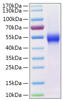 Recombinant human upar protein 10 µg