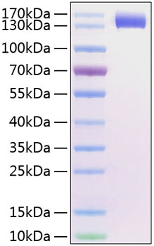 Recombinant human siglec-2/cd22 pro tein 50 µg