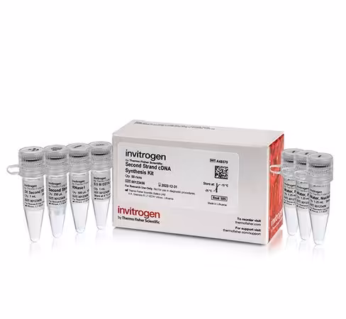 Second strand cdna synthesis kit- 50 réactions