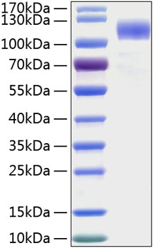 Recombinant human siglec-5/cd170 pr otein 100 µg