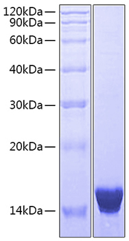 Recombinant human il-17f protein 50 µg