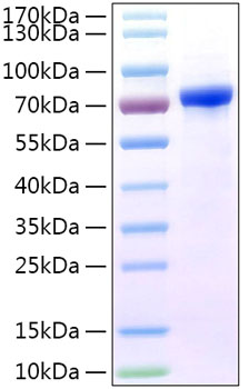 Recombinant human lilrb5 protein (c d85c, lir-8, lir8) o75023 50 µg