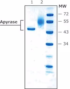 Apyrase from potato recombinant 500 U