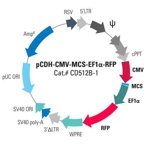 Pcdh-cmv-mcs-ef1-arfp cdna clon/exp vector [pre-packaged] sup 1 x 10^6 ifus
