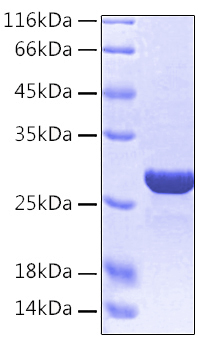 Recombinant human hmgb1 protein 20 µg
