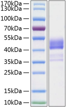 Recombinant human baffr/tnfrsf13c p rotein 10 µg