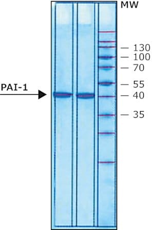 Plasminogen activator inhibitor 1 (pai-1 2 25 µg