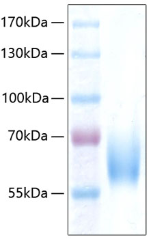 Recombinant human icam-2 protein 100 µg