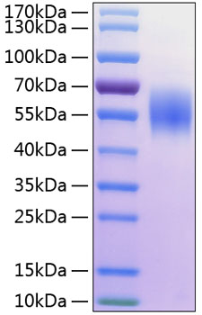 Recombinant human mica protein 20 µg