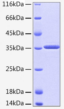 Recombinant human htra2/omi protein 10 µg