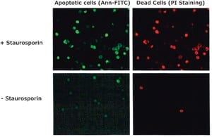 Annexin V FITC Conjugate from human placenta, 10 µg
