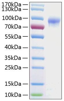 Recombinant human cd132 protein 50 µg