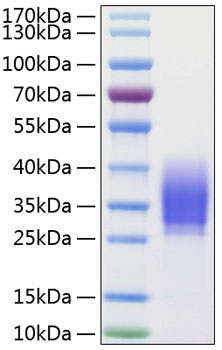 Recombinant human pd-1 protein 100 µg