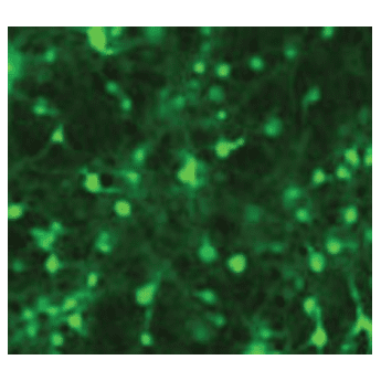 Psih1-h1-siluc-copgfp packaged positive transduction control sup 1 x 10^6 ifus