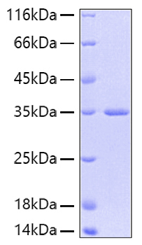 Recombinant human fgfr-2 protein 10 µg