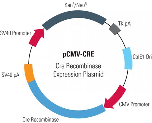 Cre recombinase expression plasmid (pcmv-cre) 10 µg