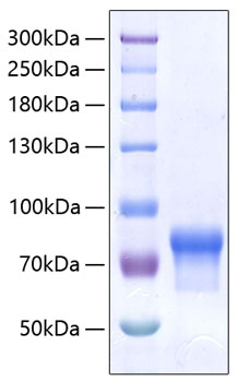 Recombinant human vsig4 protein 50 µg