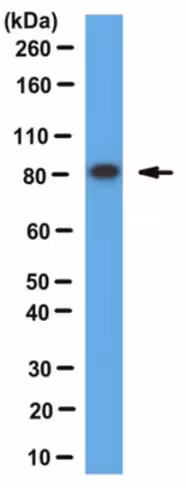 Anti-Dishevelled Antibody serum, from rabbit, 100 µl
