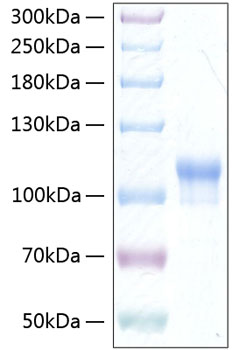 Recombinant human neuroligin 3/nlgn 3 protein 50 µg