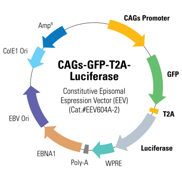 Cags-gfp-luc eev reporter vector (replaces eev604a-1)10 µg 10 µg