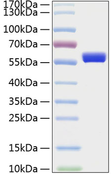 Recombinant human mmp-1 protein 10 µg