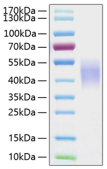 Recombinant human fc gamma riiib/cd 16b protein 20 µg
