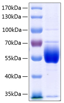 Recombinant human serpin c1/antithr ombin iii/atiiiprotein 500 µg