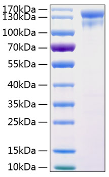 Recombinant human egfr protein 20 µg