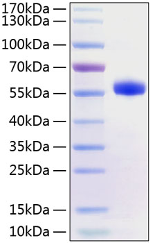 Recombinant human cd40/tnfrsf5 prot ein 50 µg