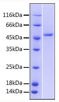 Recombinant human tnfrsf25/dr3/tnfr sf12 protein 10 µg