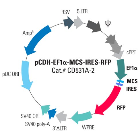 Pcdh -ef1-mcs-ires-rfp cdna cloning and expression vector 10 µg