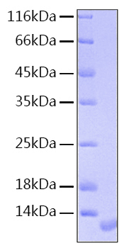 Recombinant human nrg1-alpha/hrg1-a lpha protein 10 µg