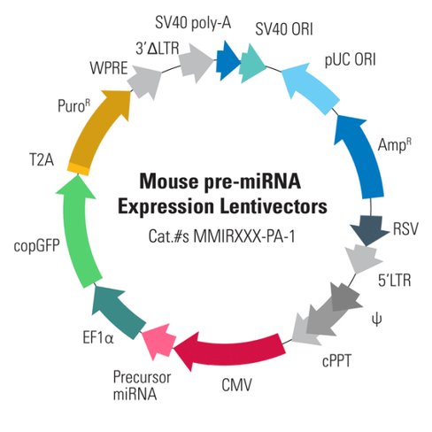 Mouse pre-microrna expression construct mir-31bacterial streak 1 each