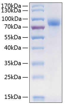 Recombinant human csf1r protein 20 µg