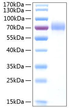 Recombinant human cd44 protein 50 µg