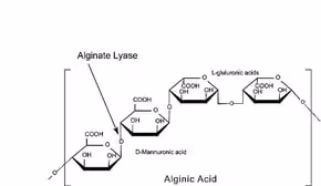 Alginate Lyase powder, 10,000 units/g solid, 100 µg