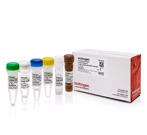 Poly(a) tailing kit-25 réactions