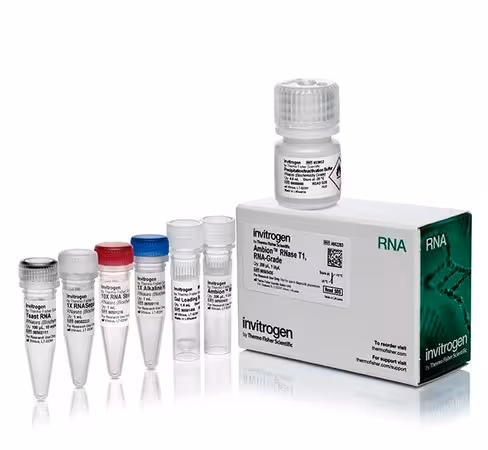 Rnase t1 (1 u/ul)-200 µL
