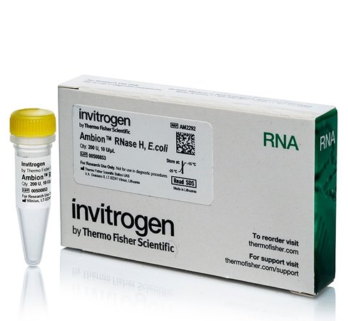 Ribonuclease h, from e. coli (cloned) 10 u/ul-200 units 200 unités