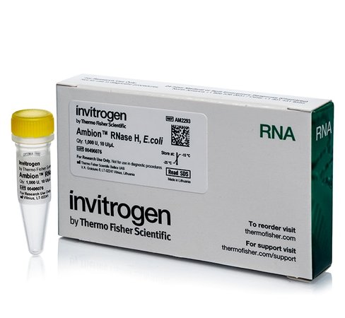 Ambion rnase h, from e. coli, 10 u/ul-1,000 units 1000 unités