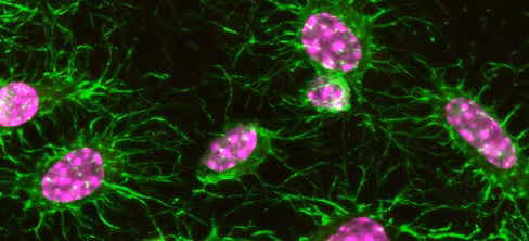 Flash Phalloidin Green 488 300 unités