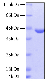 Recombinant human caspat protein 10 µg