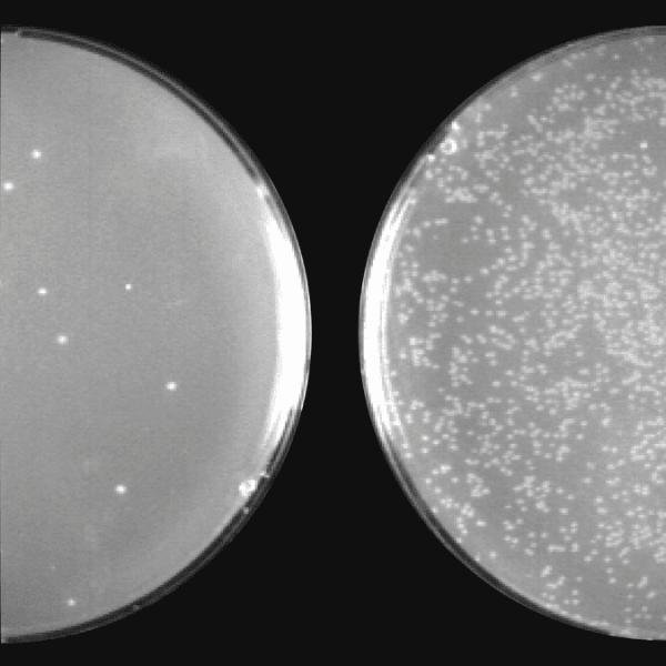 Cold fusion cloning kit with competent cells (remplace mc010b-1) 10 rxns 10 réactions(s)