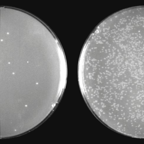 Cold fusion cloning kit with competent cells (remplace mc010b-1) 10 rxns 10 réactions(s)