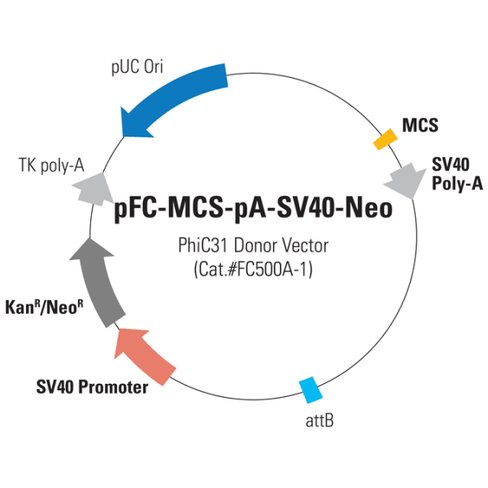 Pfc-mcs-pa-sv40-neo phic31 donor vector 10 µg