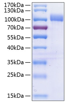Recombinant human vcam1 protein 10 µg