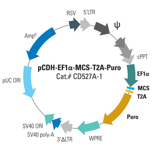 Pcdh -ef1-mcs-t2a-puro cdna cloning and expression vector 10 µg